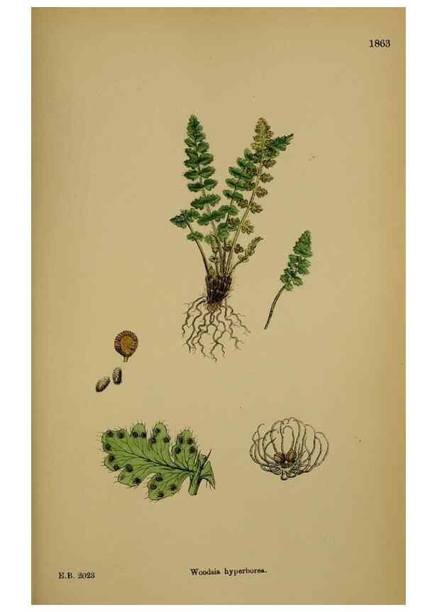 Reproducción/Reproduction 48750313816: English botany, or, Coloured figures of British plants /. London :R. Hardwicke,1863-1886.. 
