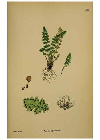 Reproducción/Reproduction 48750313816: English botany, or, Coloured figures of British plants /. London :R. Hardwicke,1863-1886.. 