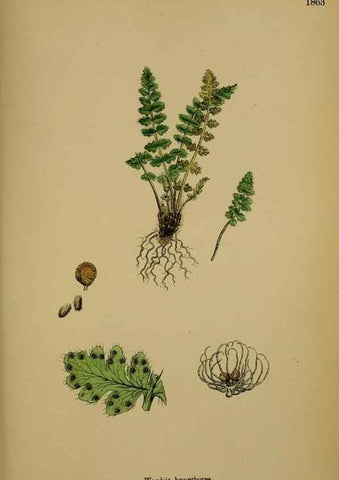 Reproducción/Reproduction 48750313816: English botany, or, Coloured figures of British plants /. London :R. Hardwicke,1863-1886.. 