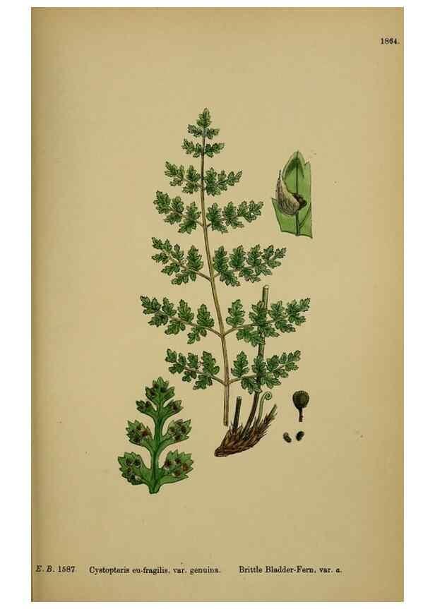 Reproducción/Reproduction 48750314076: English botany, or, Coloured figures of British plants /. London :R. Hardwicke,1863-1886.. 