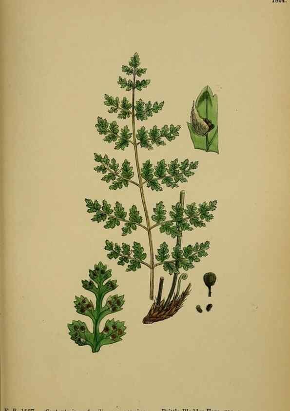 Reproducción/Reproduction 48750314076: English botany, or, Coloured figures of British plants /. London :R. Hardwicke,1863-1886.. 