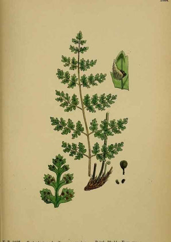 Reproducción/Reproduction 48750314076: English botany, or, Coloured figures of British plants /. London :R. Hardwicke,1863-1886.. 