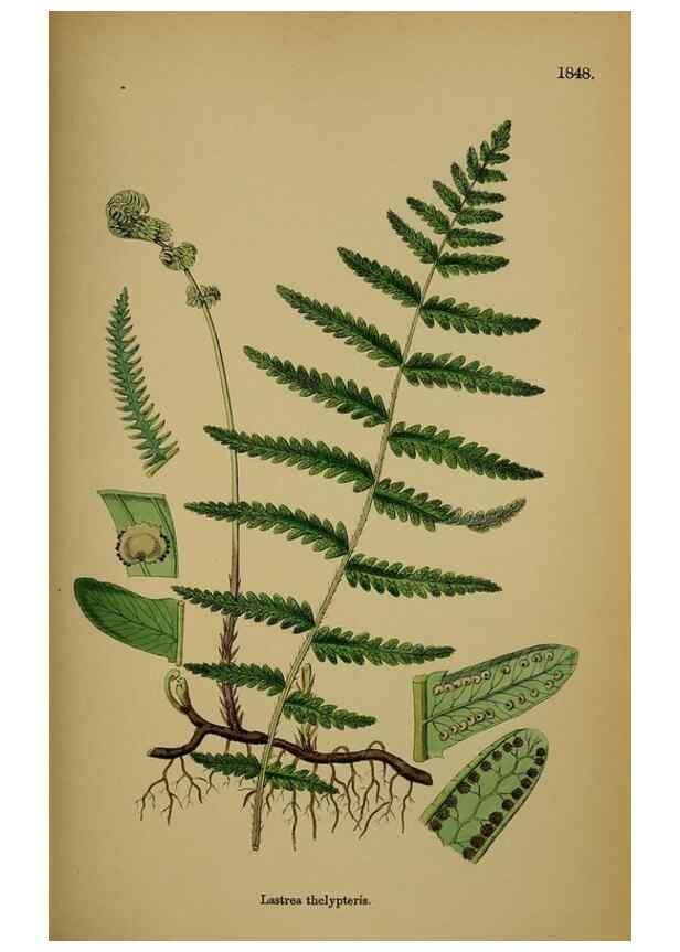Reproducción/Reproduction 48750498072: English botany, or, Coloured figures of British plants /. London :R. Hardwicke,1863-1886.. 