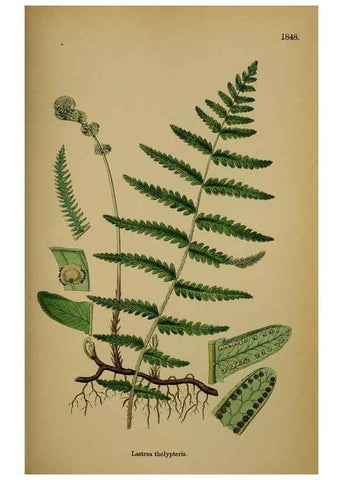 Reproducción/Reproduction 48750498072: English botany, or, Coloured figures of British plants /. London :R. Hardwicke,1863-1886.. 