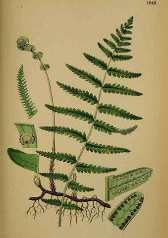 Reproducción/Reproduction 48750498072: English botany, or, Coloured figures of British plants /. London :R. Hardwicke,1863-1886.. 