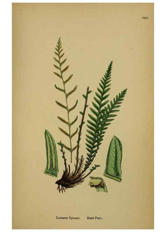 Reproducción/Reproduction 48750530097: English botany, or, Coloured figures of British plants /. London :R. Hardwicke,1863-1886.. 