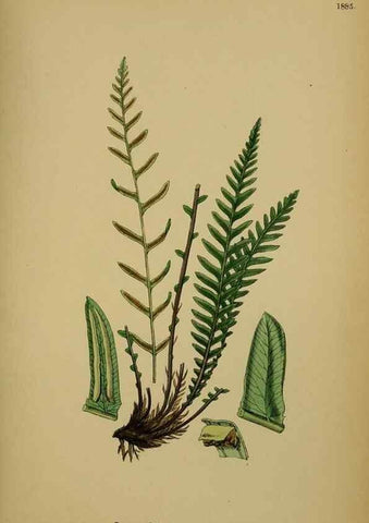 Reproducción/Reproduction 48750530097: English botany, or, Coloured figures of British plants /. London :R. Hardwicke,1863-1886.. 