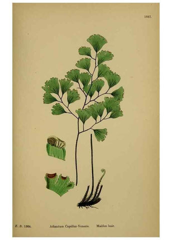 Reproducción/Reproduction 48750341606: English botany, or, Coloured figures of British plants /. London :R. Hardwicke,1863-1886.. 