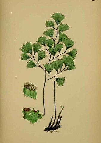 Reproducción/Reproduction 48750341606: English botany, or, Coloured figures of British plants /. London :R. Hardwicke,1863-1886.. 