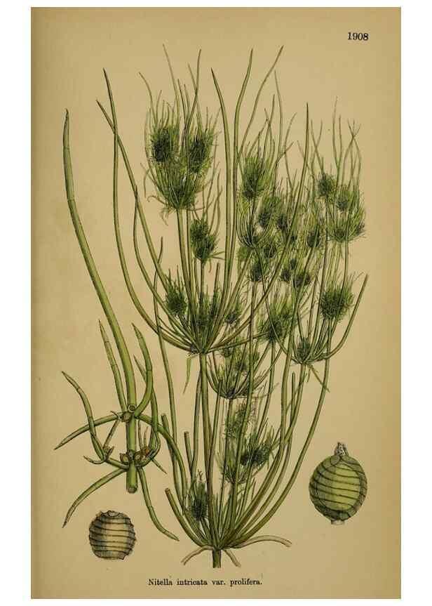Reproducción/Reproduction 48750020973: English botany, or, Coloured figures of British plants /. London :R. Hardwicke,1863-1886.. 
