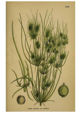 Reproducción/Reproduction 48750020973: English botany, or, Coloured figures of British plants /. London :R. Hardwicke,1863-1886.. 