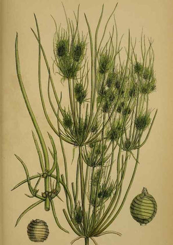 Reproducción/Reproduction 48750020973: English botany, or, Coloured figures of British plants /. London :R. Hardwicke,1863-1886.. 