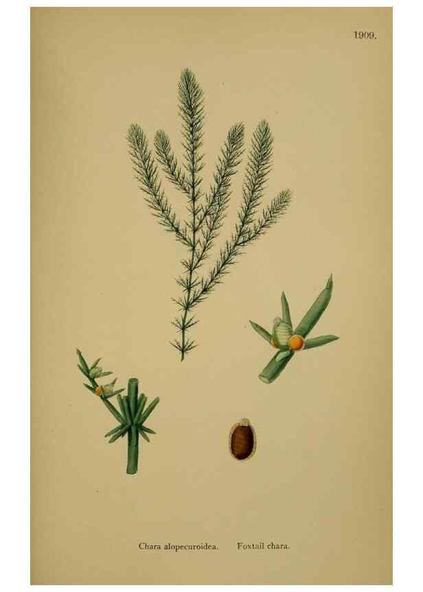 Reproducción/Reproduction 48750537347: English botany, or, Coloured figures of British plants /. London :R. Hardwicke,1863-1886.. 