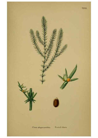 Reproducción/Reproduction 48750537347: English botany, or, Coloured figures of British plants /. London :R. Hardwicke,1863-1886.. 