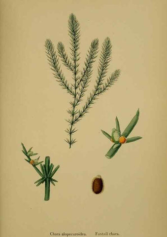 Reproducción/Reproduction 48750537347: English botany, or, Coloured figures of British plants /. London :R. Hardwicke,1863-1886.. 