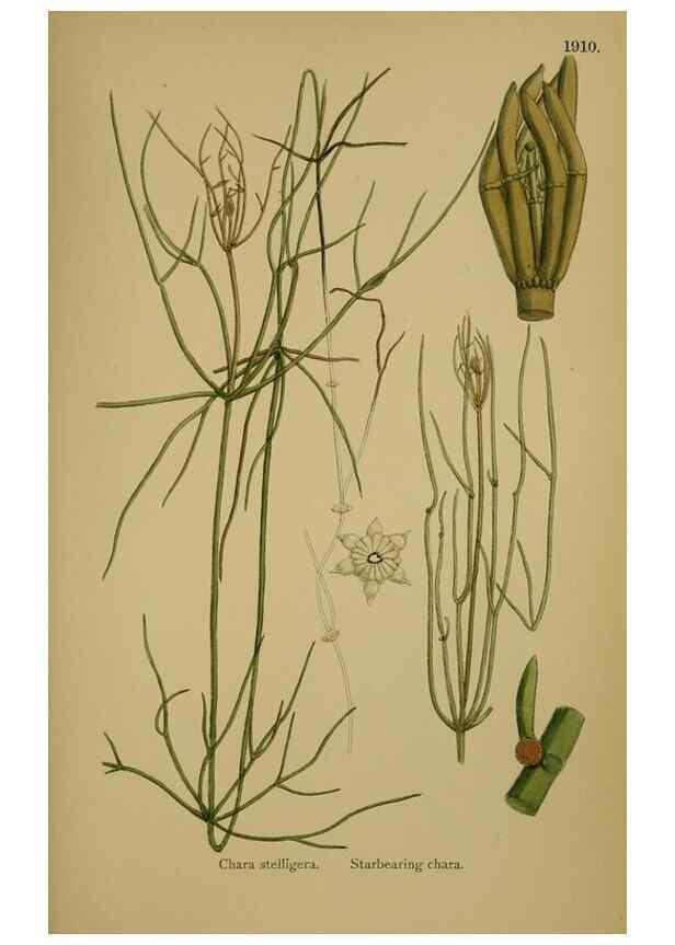 Reproducción/Reproduction 48750537672: English botany, or, Coloured figures of British plants /. London :R. Hardwicke,1863-1886.. 