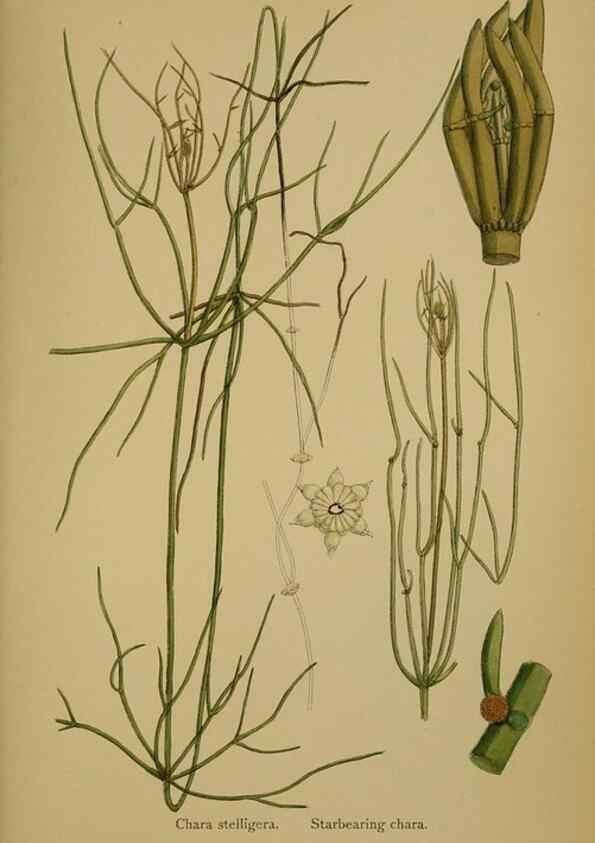 Reproducción/Reproduction 48750537672: English botany, or, Coloured figures of British plants /. London :R. Hardwicke,1863-1886.. 