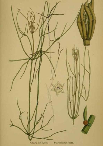 Reproducción/Reproduction 48750537672: English botany, or, Coloured figures of British plants /. London :R. Hardwicke,1863-1886.. 