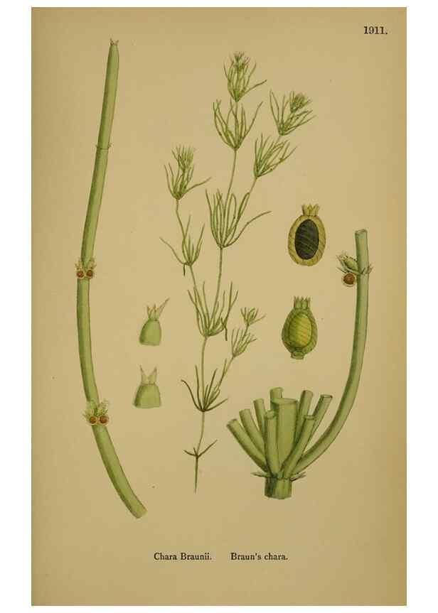Reproducción/Reproduction 48750348921: English botany, or, Coloured figures of British plants /. London :R. Hardwicke,1863-1886.. 
