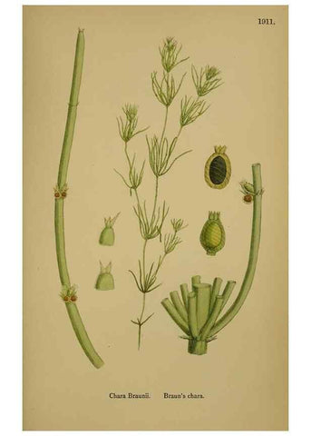 Reproducción/Reproduction 48750348921: English botany, or, Coloured figures of British plants /. London :R. Hardwicke,1863-1886.. 