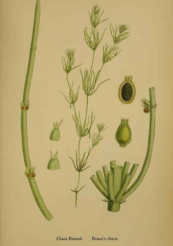 Reproducción/Reproduction 48750348921: English botany, or, Coloured figures of British plants /. London :R. Hardwicke,1863-1886.. 