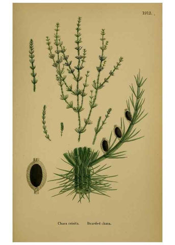 Reproducción/Reproduction 48750349211: English botany, or, Coloured figures of British plants /. London :R. Hardwicke,1863-1886.. 