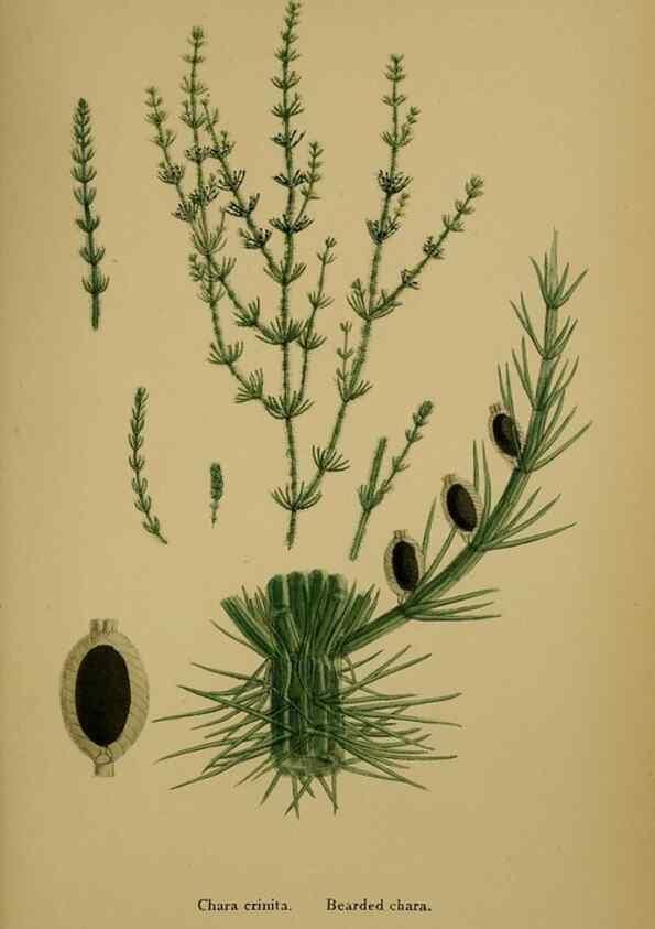 Reproducción/Reproduction 48750349211: English botany, or, Coloured figures of British plants /. London :R. Hardwicke,1863-1886.. 