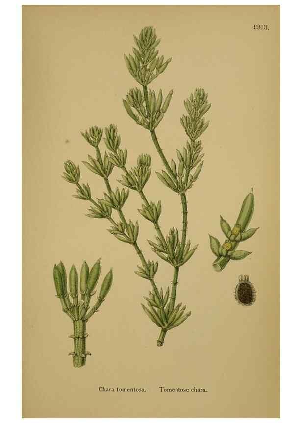Reproducción/Reproduction 48750349466: English botany, or, Coloured figures of British plants /. London :R. Hardwicke,1863-1886.. 