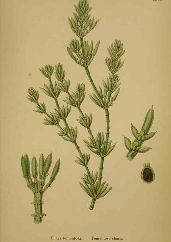 Reproducción/Reproduction 48750349466: English botany, or, Coloured figures of British plants /. London :R. Hardwicke,1863-1886.. 
