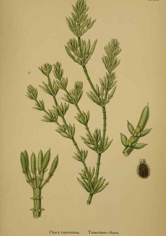 Reproducción/Reproduction 48750349466: English botany, or, Coloured figures of British plants /. London :R. Hardwicke,1863-1886.. 