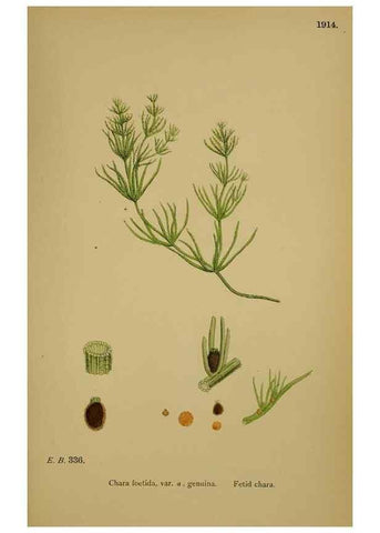Reproducción/Reproduction 48750349746: English botany, or, Coloured figures of British plants /. London :R. Hardwicke,1863-1886.. 