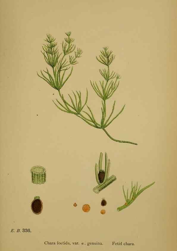 Reproducción/Reproduction 48750349746: English botany, or, Coloured figures of British plants /. London :R. Hardwicke,1863-1886.. 