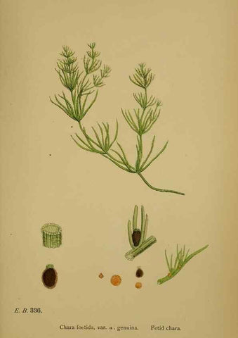 Reproducción/Reproduction 48750349746: English botany, or, Coloured figures of British plants /. London :R. Hardwicke,1863-1886.. 