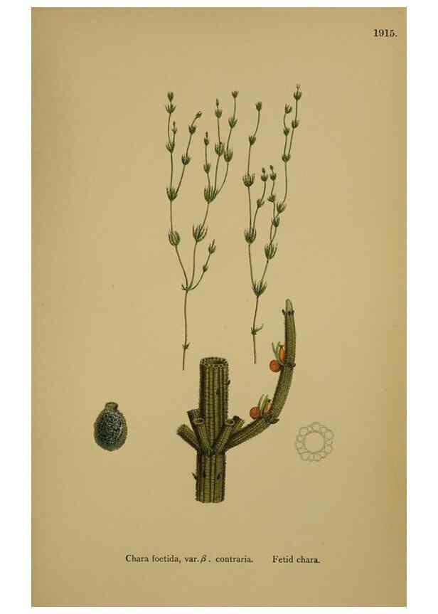Reproducción/Reproduction 48750022803: English botany, or, Coloured figures of British plants /. London :R. Hardwicke,1863-1886.. 