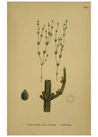 Reproducción/Reproduction 48750022803: English botany, or, Coloured figures of British plants /. London :R. Hardwicke,1863-1886.. 