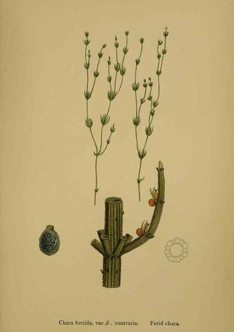 Reproducción/Reproduction 48750022803: English botany, or, Coloured figures of British plants /. London :R. Hardwicke,1863-1886.. 