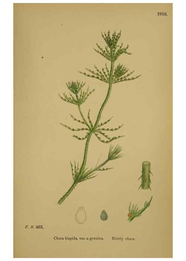 Reproducción/Reproduction 48750350256: English botany, or, Coloured figures of British plants /. London :R. Hardwicke,1863-1886.. 