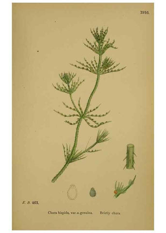 Reproducción/Reproduction 48750350256: English botany, or, Coloured figures of British plants /. London :R. Hardwicke,1863-1886.. 