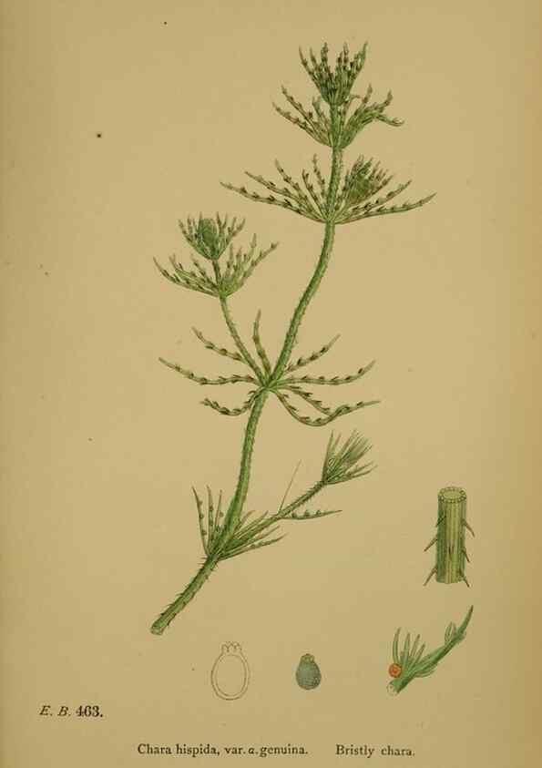 Reproducción/Reproduction 48750350256: English botany, or, Coloured figures of British plants /. London :R. Hardwicke,1863-1886.. 