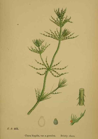 Reproducción/Reproduction 48750350256: English botany, or, Coloured figures of British plants /. London :R. Hardwicke,1863-1886.. 