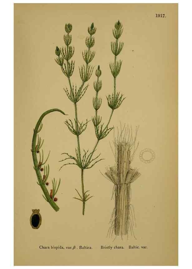 Reproducción/Reproduction 48750023338: English botany, or, Coloured figures of British plants /. London :R. Hardwicke,1863-1886.. 
