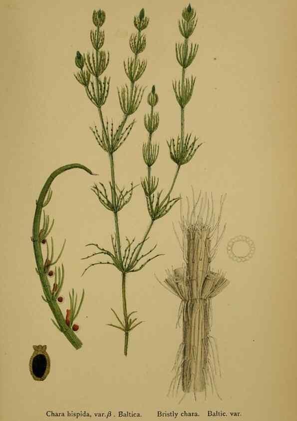 Reproducción/Reproduction 48750023338: English botany, or, Coloured figures of British plants /. London :R. Hardwicke,1863-1886.. 