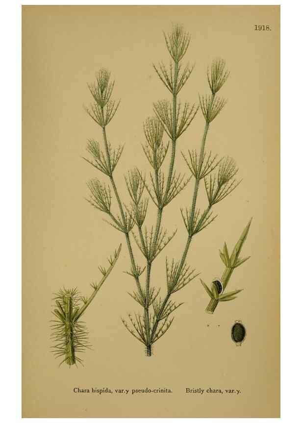 Reproducción/Reproduction 48750539792: English botany, or, Coloured figures of British plants /. London :R. Hardwicke,1863-1886.. 