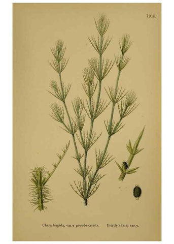 Reproducción/Reproduction 48750539792: English botany, or, Coloured figures of British plants /. London :R. Hardwicke,1863-1886.. 