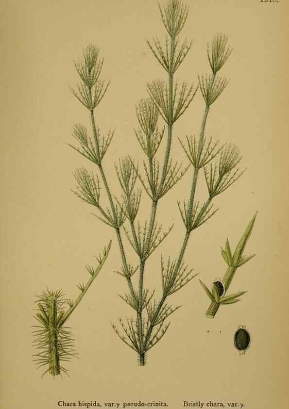 Reproducción/Reproduction 48750539792: English botany, or, Coloured figures of British plants /. London :R. Hardwicke,1863-1886.. 