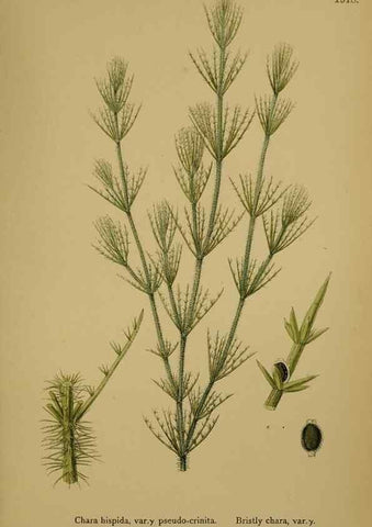 Reproducción/Reproduction 48750539792: English botany, or, Coloured figures of British plants /. London :R. Hardwicke,1863-1886.. 