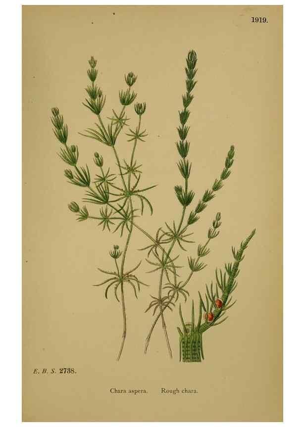 Reproducción/Reproduction 48750023958: English botany, or, Coloured figures of British plants /. London :R. Hardwicke,1863-1886.. 