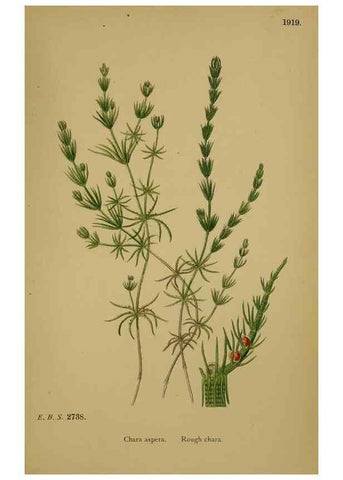 Reproducción/Reproduction 48750023958: English botany, or, Coloured figures of British plants /. London :R. Hardwicke,1863-1886.. 