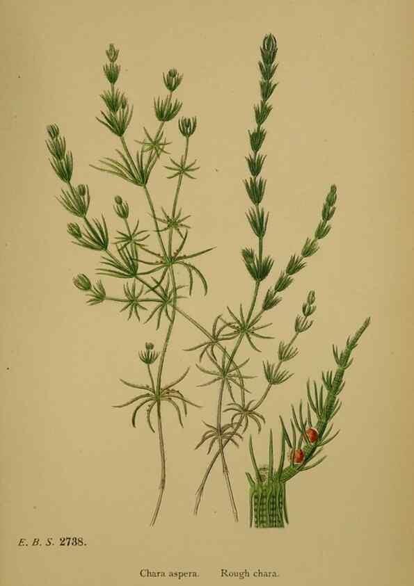 Reproducción/Reproduction 48750023958: English botany, or, Coloured figures of British plants /. London :R. Hardwicke,1863-1886.. 