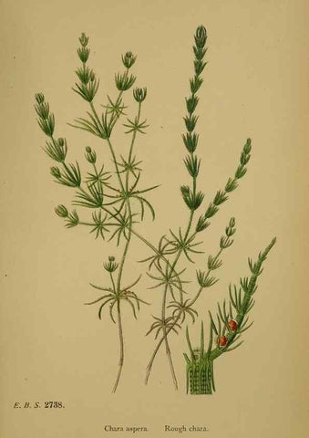 Reproducción/Reproduction 48750023958: English botany, or, Coloured figures of British plants /. London :R. Hardwicke,1863-1886.. 
